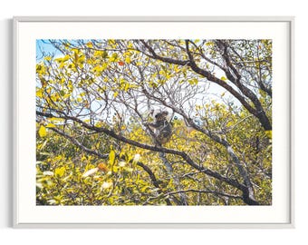 Impresión de koalas / Fotografía de vida silvestre australiana / Isla Magnética, Queensland