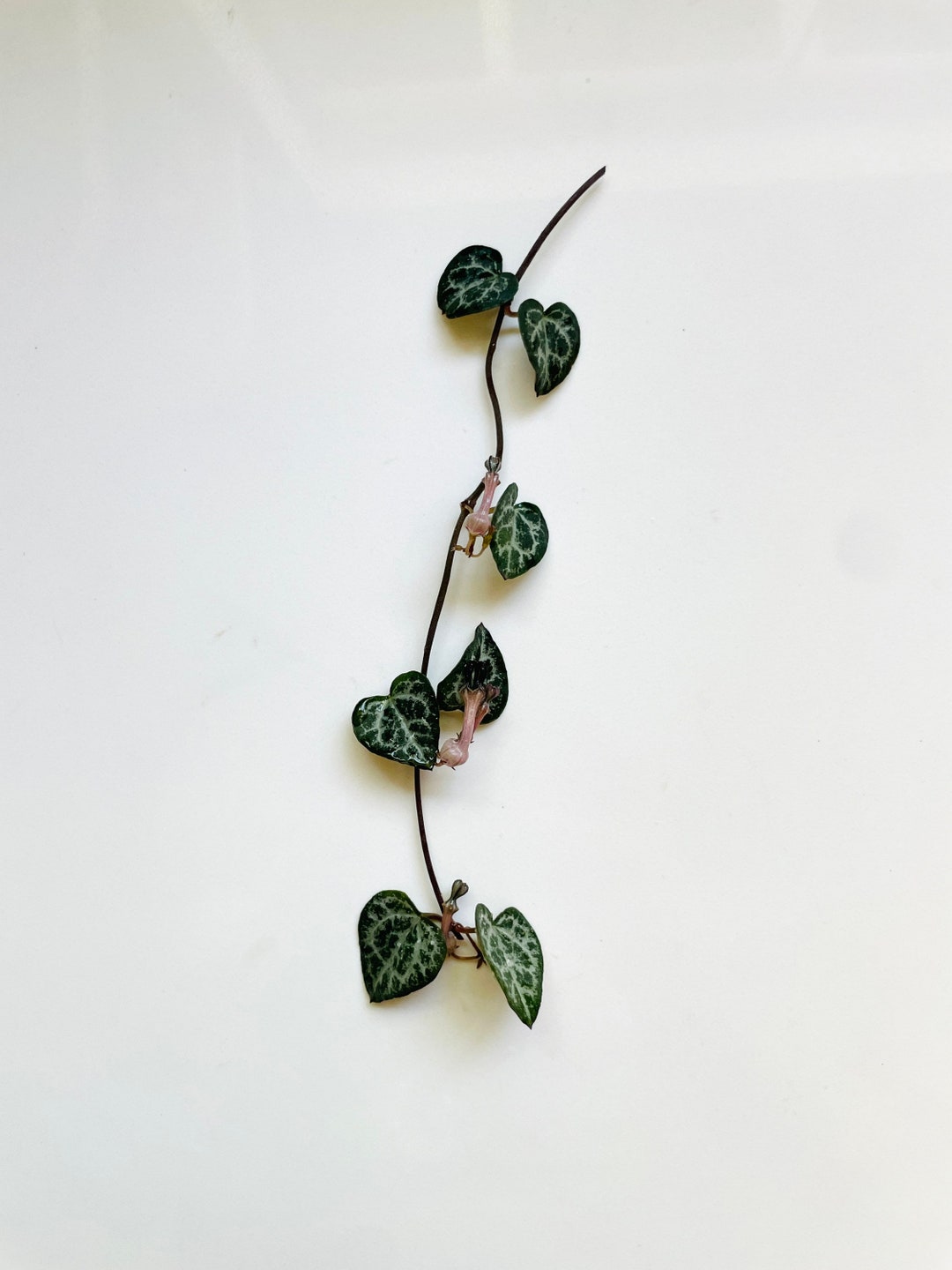 Ceropegia Woodii String of Hearts Unrooted Cutting Etsy
