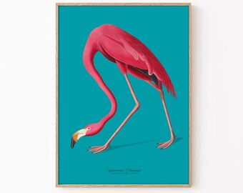 May include: A vintage illustration of a pink American Flamingo standing on a turquoise background. The flamingo is bending its neck down to the ground. The text "American Flamingo" is printed below the bird.