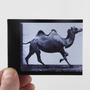 Puede incluir: Una fotografía en blanco y negro de un camello corriendo a través de un paisaje arenoso. El camello está en pleno galope, con las patas extendidas y la cabeza en alto.