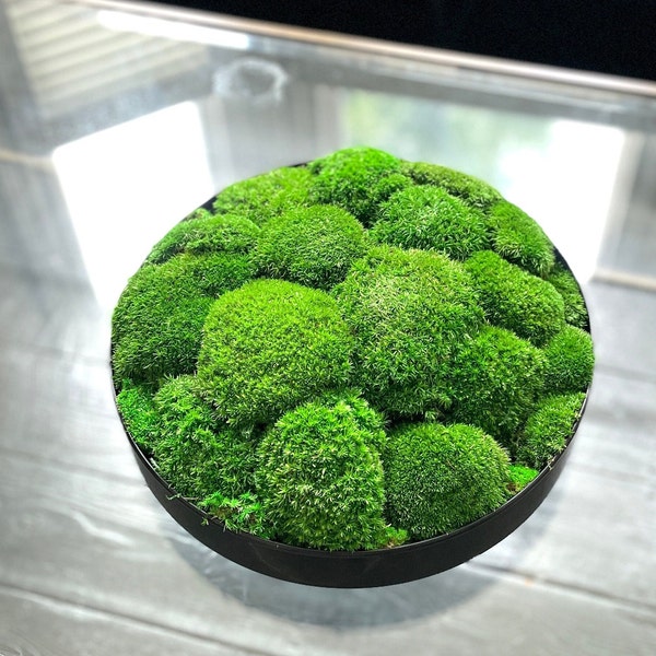 Extra Large Preserved Moss Bowl | Home Decor