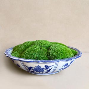 May include: A decorative bowl filled with vibrant green moss. The bowl has a white base with blue floral patterns and a scalloped edge. The moss is a lush, textured mound, creating a natural, serene aesthetic. The bowl is a decorative item.