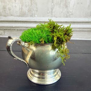 Vintage Silver Jug - preserved moss arrangement - 13cm