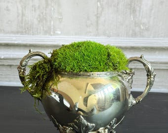 Large Vintage Silver preserved moss arrangement - 20cm