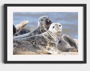 Op de afbeelding: Een close-up van twee grijze zeehonden op een zandstrand. Eén zeehond kijkt recht in de camera met zijn kop omhoog. De andere zeehond ligt achter hem.