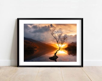 Photo of Lone Tree Print - North Wales - Landscape Photography - Llyn Padarn - Snowdonia - Mountain Lakes Nature - Canvas, Print A1 A2 A3