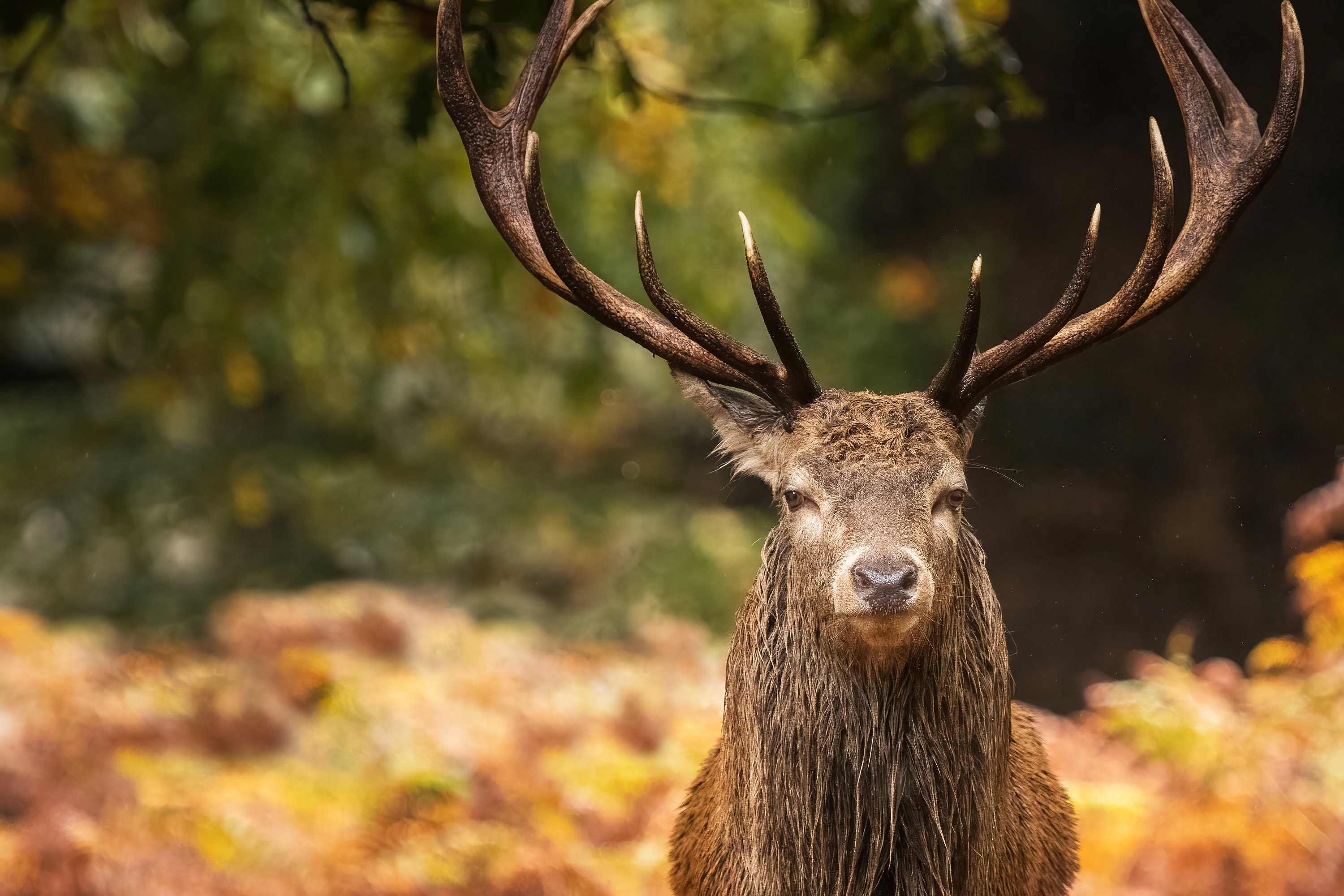 オスの鹿　ポートレート 鹿の写真プリント | 雄鹿のポートレート | 野生動物写真 - レスター