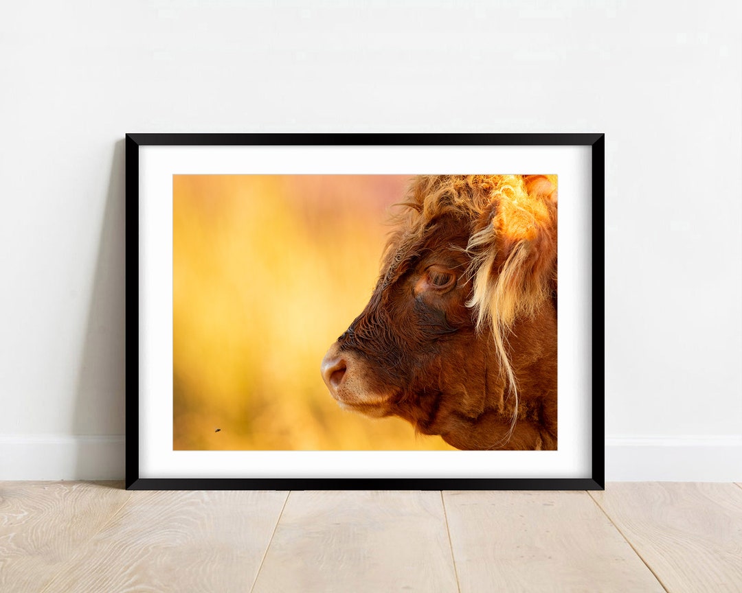 Highland Cow Photo Print Wildlife Photo Baslow Edge Nature Photo highland-cow-photo-print-wildlife-photo-baslow-edge-nature-photo
