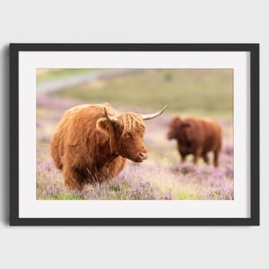Puede incluir: Una impresión enmarcada con dos vacas de las Tierras Altas en un campo de flores moradas. La vaca del primer plano tiene un pelaje largo y lanudo de color marrón rojizo y cuernos curvados. La segunda vaca está borrosa en el fondo. La impresión está en un marco negro.