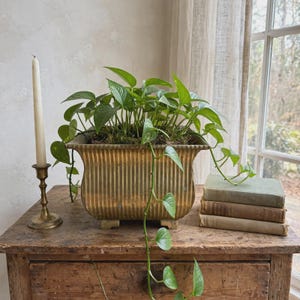 Puede incluir: Una maceta cuadrada de latón estriado con un borde ancho y cuatro patas pequeñas, que contiene una exuberante planta pothos verde con enredaderas colgantes. La maceta está colocada junto a una vela blanca larga y fina en un candelabro de latón y tres libros apilados.