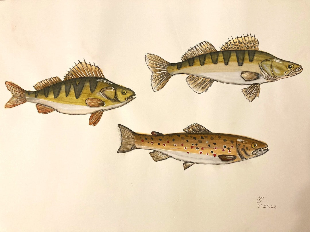 Steched Fish Print of Hand-sketched Fish - Etsy