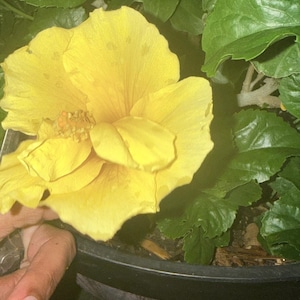 Hibiscus Yellow, Live starter plant