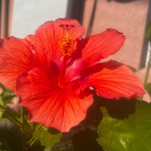 Hibiscus Pure Red, Live starter plant