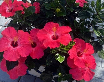 Hibiscus Pink with White, Live starter plant