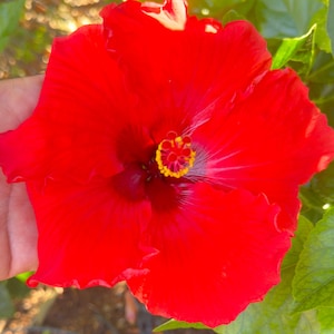 Hibiscus Red/Crimson Live starter plant