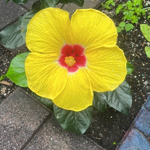 Hibiscus Yellow/Red Live starter plant