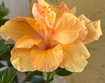 Hibiscus Double/Light Orange, Live starter plant