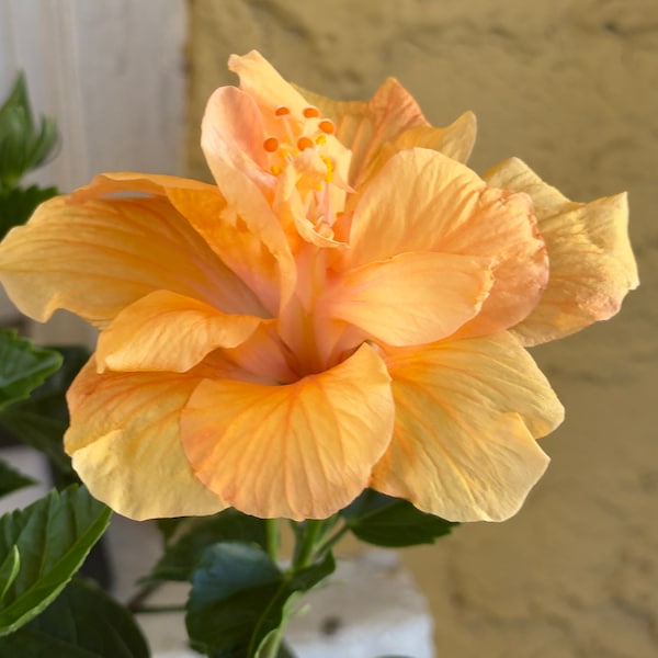 Hibiskus Double/Light Orange, Lebende Starterpflanze