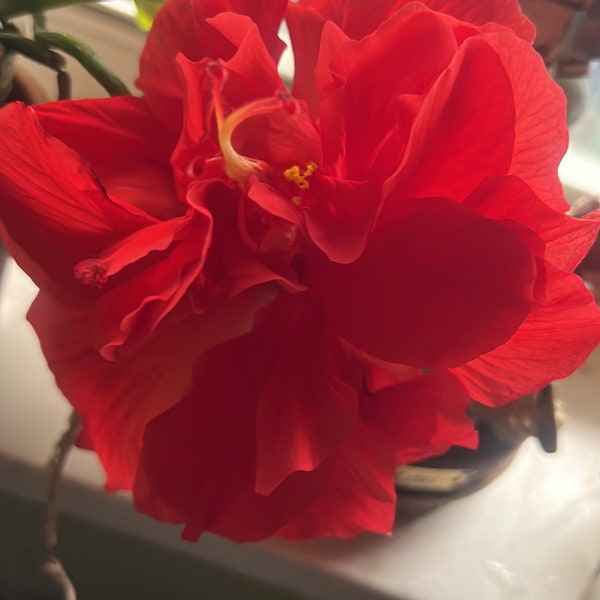 Hibiscus Double / Hairy Red, Lebende Starterpflanze