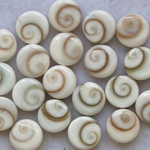 Könnte beinhalten: Eine Sammlung kleiner, runder, weißer Shiva-Augen-Muscheln, die jeweils ein natürliches braunes Spiralmuster auf der Oberfläche aufweisen. Diese glatten, polierten Muschelstücke sind in einer Gruppe angeordnet und zeigen verschiedene Creme- und Beigetöne.