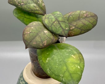 Hoya Michelle splash mb1258 rare Hoya houseplant rooted cutting ships in moss! Hoya Michelle splash mb1258 rare Hoya houseplant rooted cutting ships in moss!