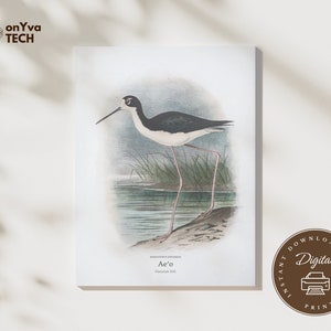 May include: A vintage illustration of a black and white bird with long, thin legs standing on a sandy bank by a body of water. The bird is called "A'o" and is identified as a "Hawaiian Stilt".