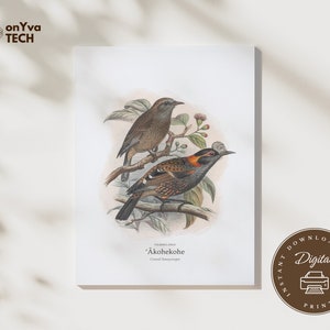 Akohekohe Crested Honeycreeper Bird Vintage Wall Art Digital Download PNG JPG