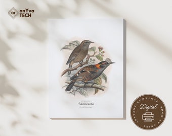 Akohekohe Crested Honeycreeper Bird Vintage Wall Art Digital Download PNG JPG