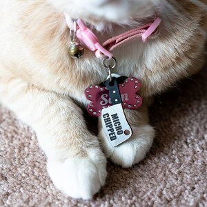 K&ouml;nnte beinhalten: Nahaufnahme einer Katzenpfote mit einem rosa Halsband und einem knochenf&ouml;rmigen Anh&auml;nger mit der Aufschrift "Mikrochip" und "Sam".
