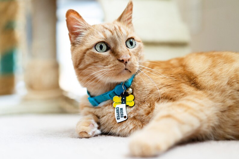 K&ouml;nnte beinhalten: Nahaufnahme eines orangefarbenen Tabby-Katers mit einem blauen Halsband und einem gelben Knochen-Anh&auml;nger mit der Aufschrift "MICRO CHIPPED" und "PEANUT BUTTER".