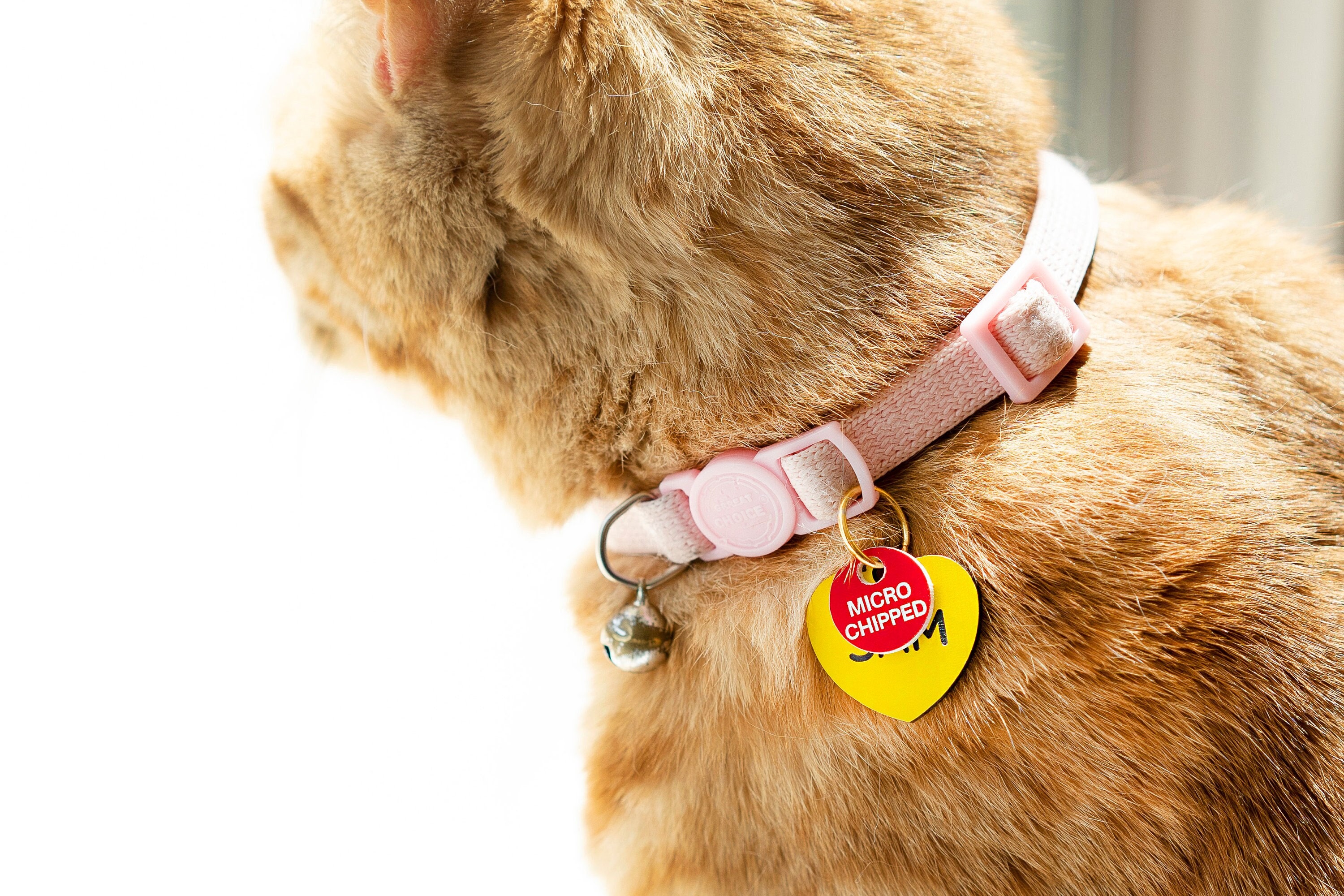 Microchipped Acrylic Pet Cat Dog Collar ID Tag Dog & Cat ID 