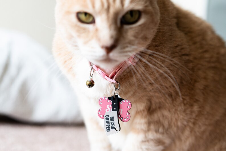 K&ouml;nnte beinhalten: Nahaufnahme einer hellorangen Katze, die ein rosa Halsband mit einer Glocke und einem rosa knochenf&ouml;rmigen Anh&auml;nger tr&auml;gt, auf dem "MICRO CHIPPED" steht.