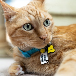 K&ouml;nnte beinhalten: Nahaufnahme eines orangefarbenen Tabby-Katers mit gr&uuml;nen Augen, der ein blaues Halsband und ein gelbes knochenf&ouml;rmiges Schild mit der Aufschrift "MICRO CHIPPED" und "BUTTER" tr&auml;gt.
