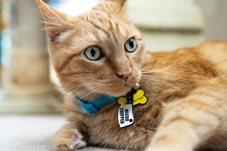 K&ouml;nnte beinhalten: Nahaufnahme eines orangefarbenen Tabby-Katers mit gr&uuml;nen Augen, der ein blaues Halsband und ein gelbes knochenf&ouml;rmiges Schild mit der Aufschrift "MICRO CHIPPED" und "BUTTER" tr&auml;gt.