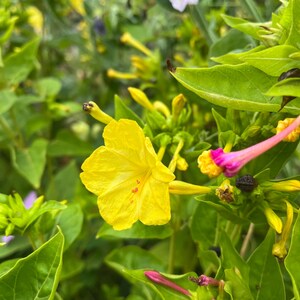 May include: A close-up shot of bright yellow flowers with delicate petals and a hint of red at the centre, set against a backdrop of lush green foliage. Other flowers in pink and white add to the colourful floral arrangement.
