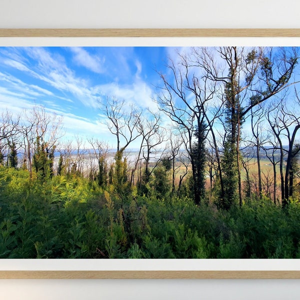 Bushfire Regrowth Photography | Mt Cannibal Australia Photo | Australian Mountain View | Nature Art Digital Download | Landscape Blue Sky