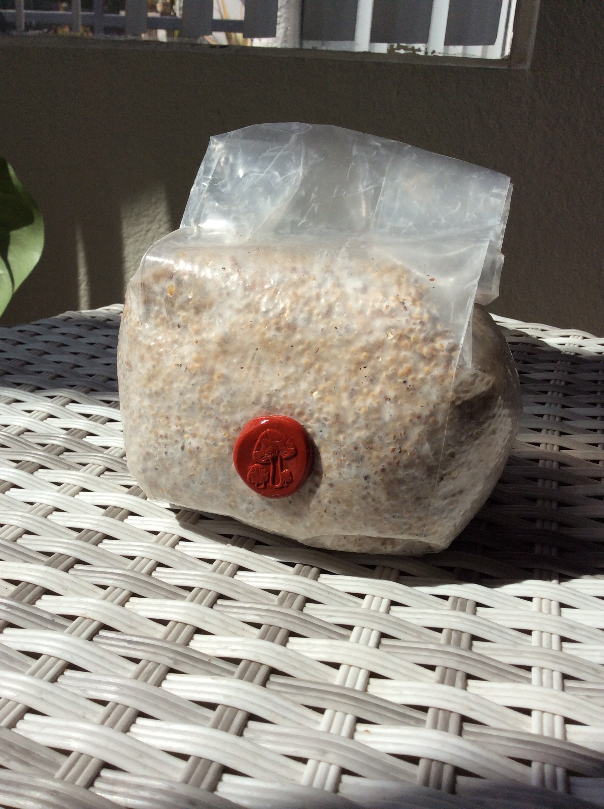 Premium Milo/millet Grain Spawnhand Etsy