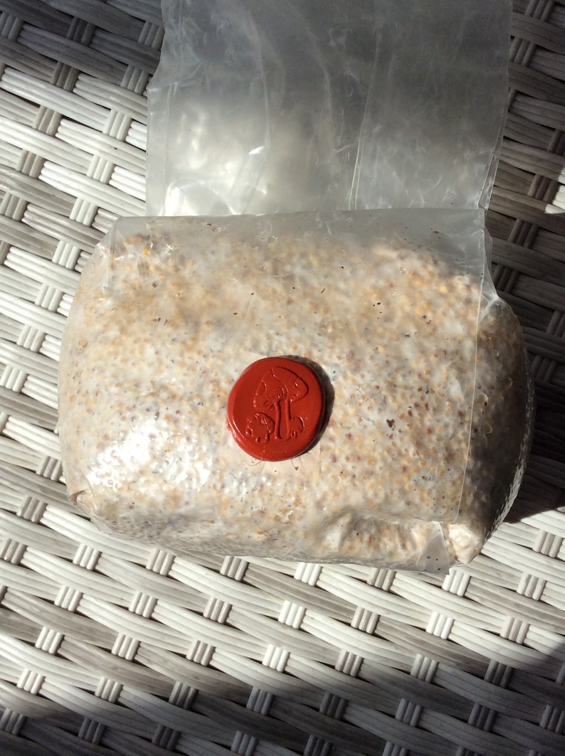 Premium Milo/millet Grain Spawnhand Etsy