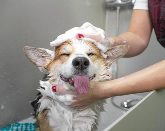 PET Shampoo Shampooing bio et naturel doux pour animaux de compagnie 500 ml adapté à tous les types de peau, de race et de fourrure