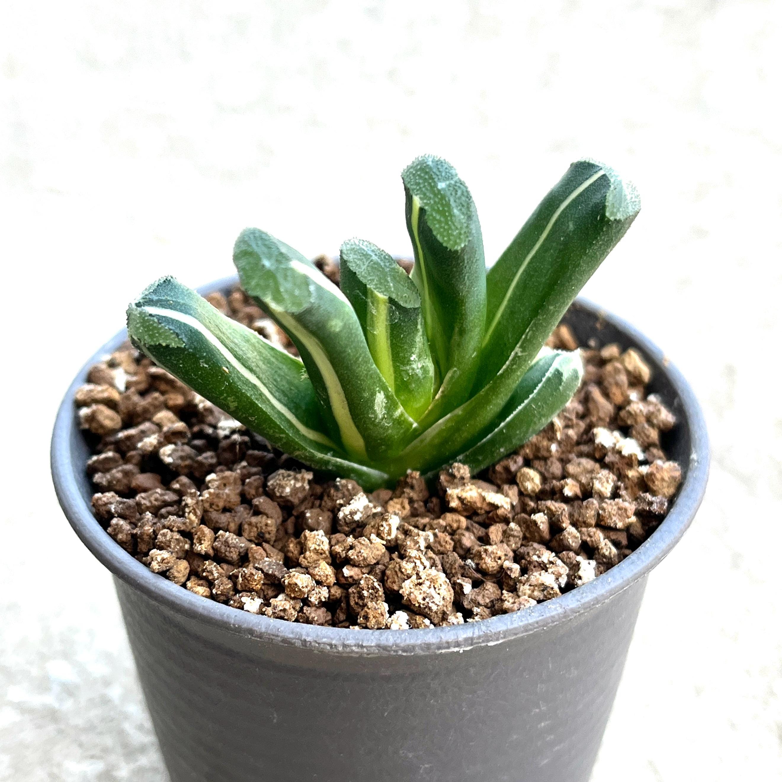 Haworthia Truncata Variegation