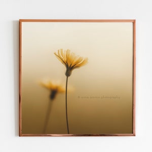 Yellow Dandelion Flower Print Download, Printable Wall Art Decor, Fine Art Photography, Nature, Minimalism, Cream, Garden, Herbs, Botanical