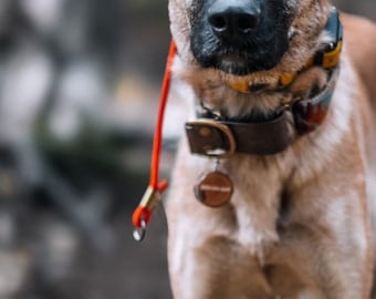 Adventure Slip Collar with built in grab tab | Rope BioThane | Off leash, Training, Dog Sports | Waterproof | Custom sizing and colors