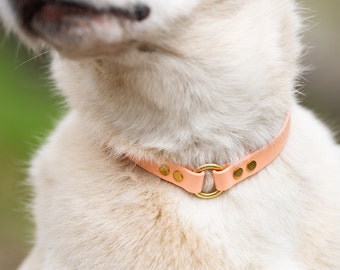 House Collar | Dog Tag Collar | O Ring Collar | Slips On | Made with geniune BioThane