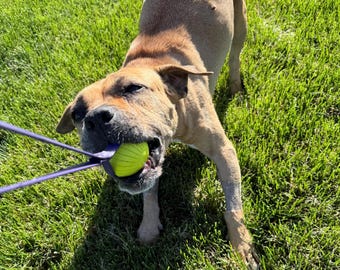 May include: A tan dog with short fur is playing with a bright lime green ball held by a purple rubber sling. The dog is positioned in a downward stance, gripping the ball firmly in its mouth while the purple strap extends outward from the ball.