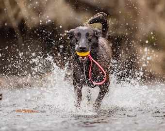 Floating Tug & Fetch Dog Toy | BioThane Waterproof Handle (2 styles) | Floats in water | Easy to clean | 2 sizes | Training reward
