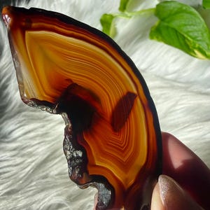 May include: A translucent agate slice featuring concentric bands of deep amber, burnt orange, and golden yellow hues. The stone has a polished, smooth surface with a jagged, dark brown natural edge, showcasing intricate, layered mineral patterns.