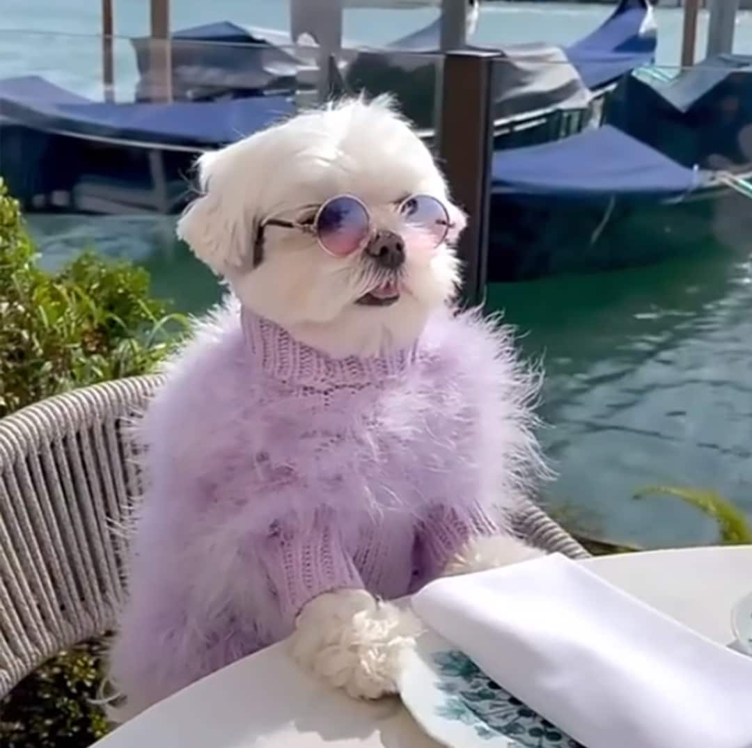 Cute Doggie Clothes Puppy Dog Sweater for French Bulldog Dog Etsy