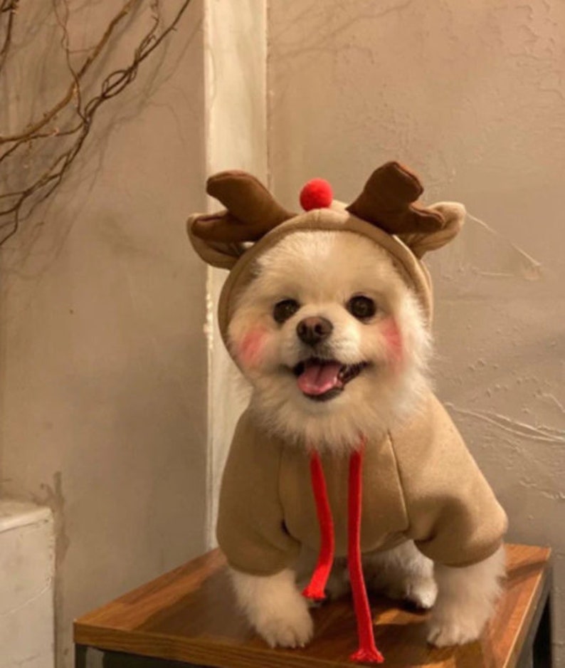 Funny Sweater for Dogs and Cats Frog Hoodie Reindeer Costume Etsy