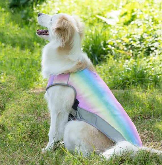 How To Keep Long Haired Dogs Cool In Summer