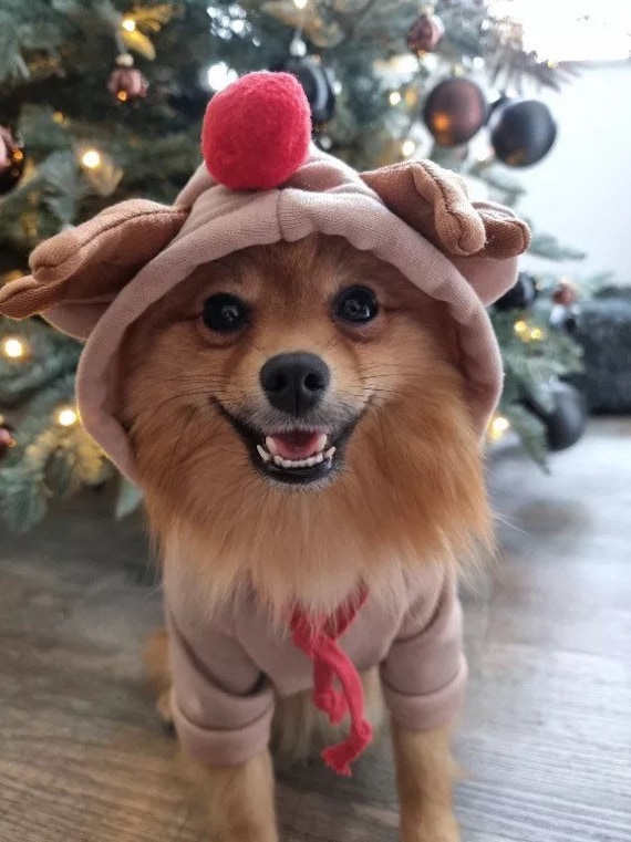 Best dog christmas outfits cheap
